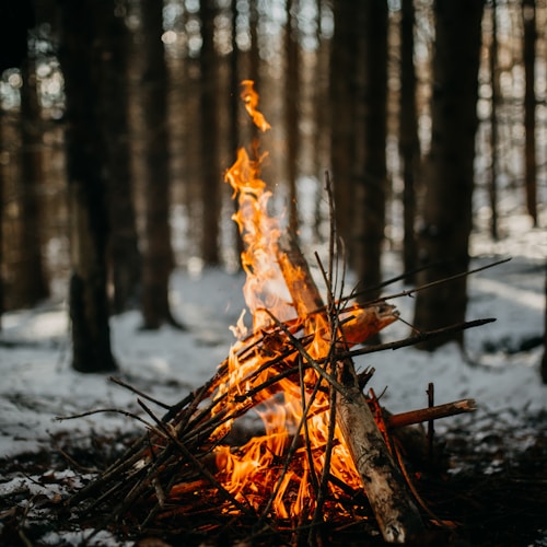 Warm campfire glow in the woods